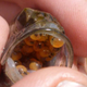 Imagen para el artículo titulado Estos fascinantes peces macho incuban huevos fertilizados por otros en sus bocas